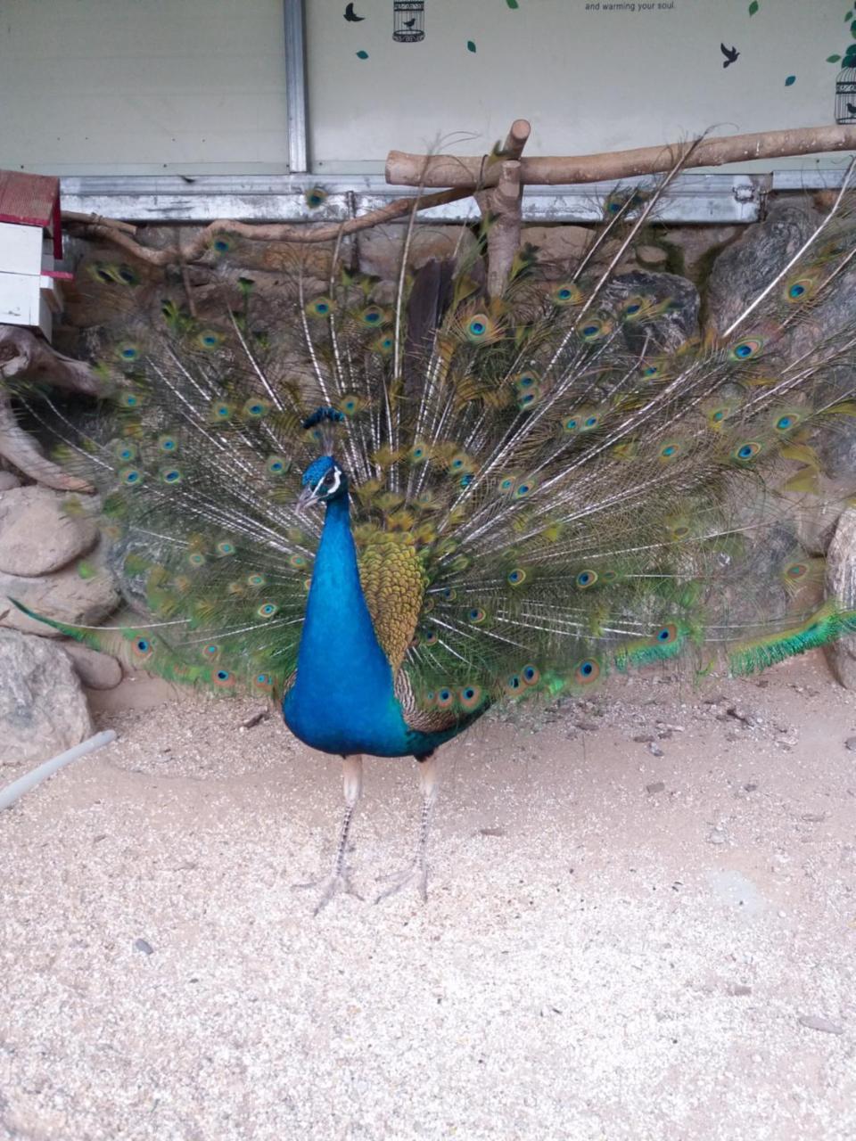 Forest Of Color Pension 洪川郡 外观 照片